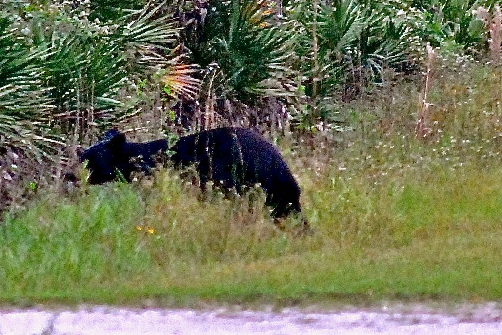 Florida Black Bear